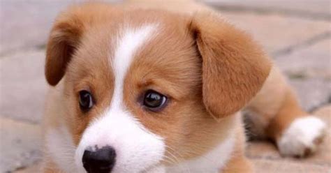 The Cute Dogs And Puppies Nice Wallpapers Nice