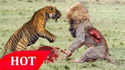 Lions Hunting Prey 2016 Hd Documentary National Geographic