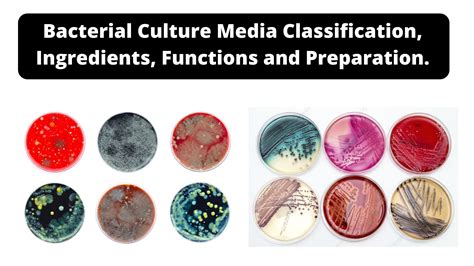 Bacterial Culture Media Classification Ingredients Functions And