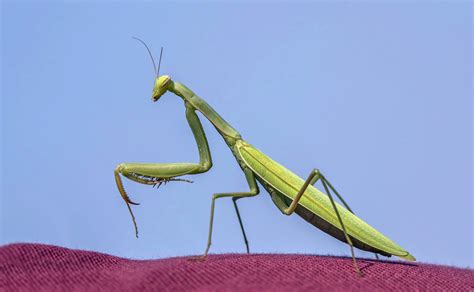 Entomología De La Mantis Religiosa Mexicana Todo Lo Que Debes Saber