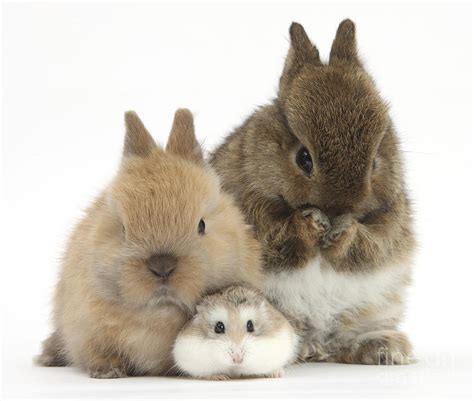 Roborovski Hamster And Rabbits Photograph By Mark Taylor Fine Art America