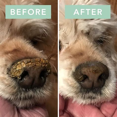 And there are many reasons your cat can have a dry, warm nose that have nothing to do with health. 38 Things That Made Me Think, "Why Don't I Own That Already?"