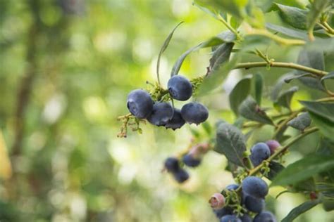 The Northcountry Blueberry Minneopa Orchards