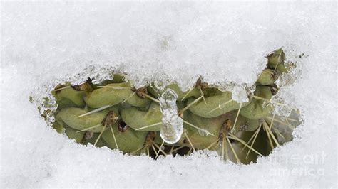 It was named for andrew carnegie. Snow Covers Cholla Cactus After Rare Photograph by John Shaw