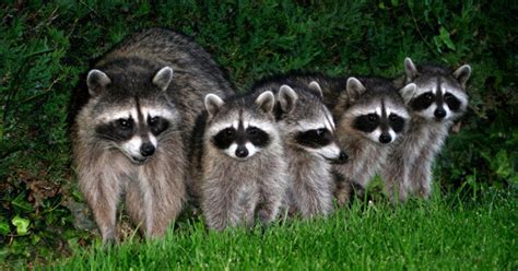 What Is A Group Of Raccoons Called