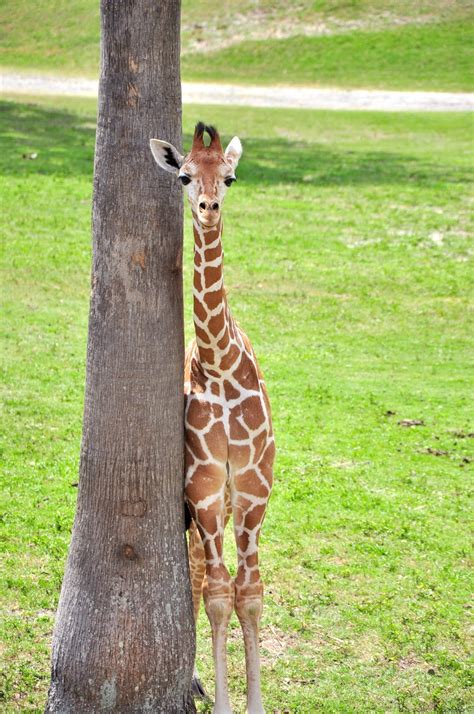 Amazing Animals Pictures Lovely Tender And Cute The Baby Giraffe