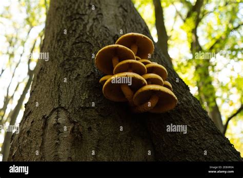 Cluster Fungus Growing On Tree Hi Res Stock Photography And Images Alamy