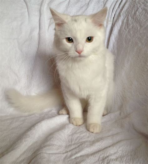 Check spelling or type a new query. White Fluffy Male Persian Cross Kitten | Stourbridge, West ...
