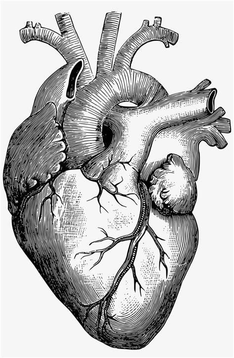 Clipart Anatomical Heart Corazon Dibujo A Lapiz Png Image