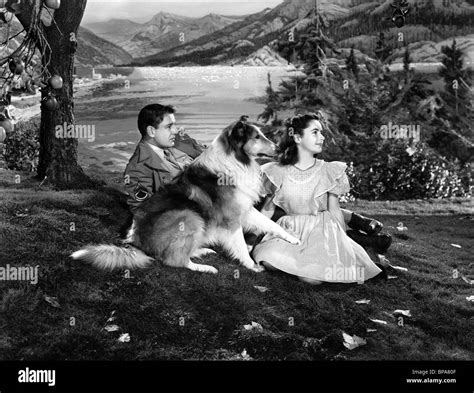 Tom Drake Elizabeth Taylor Lassie Courage Of Lassie 1946 Stock
