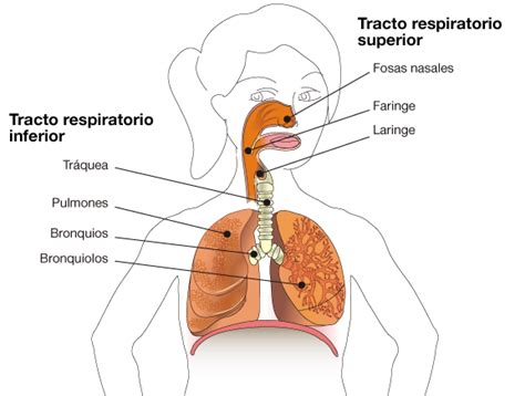 Top 129 Imagenes De La Estructura Del Sistema Respiratorio