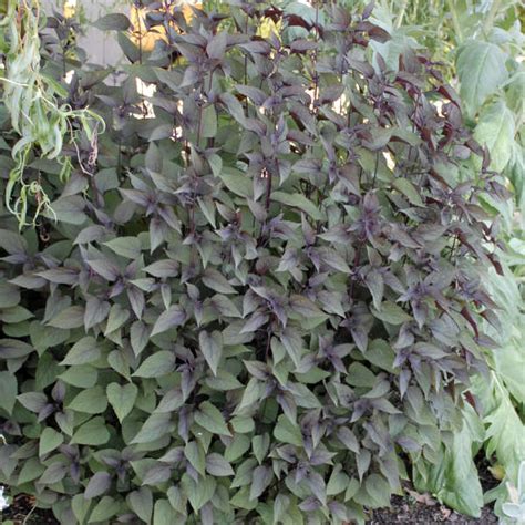Eupatorium Rugosum Chocolate Perennial Resource