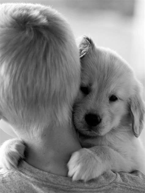 Dog Hugging Their Human Cute Puppies Dogs And Puppies Cute Dogs