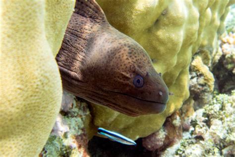 80 Angry Eel Stock Photos Pictures And Royalty Free Images Istock