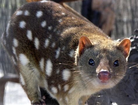 Tiger Quoll L Fascinating Marsupial Our Breathing Planet