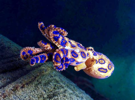 Blue Ringed Octopus Blue Ringed Octopus