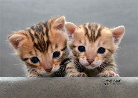 Find bengal kittens for sale on pets4you.com. Available Bengal Kittens For Sale - BoydsBengals