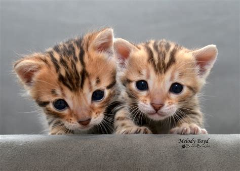 In cattery aminachamber we haven't up for sale our amazing one year old boy. Available Bengal Kittens For Sale - BoydsBengals