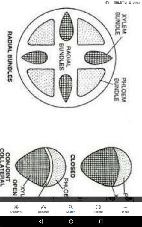 Differentiate Between Radial And Conjoint Vascular Bundles With The