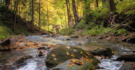 River In Forest During Daytime · Free Stock Photo