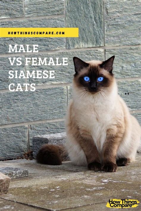 male vs female siamese cats what is the difference