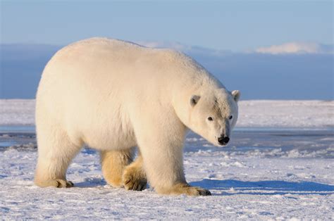 Adult Male Polar Bear Expeditions Alaska