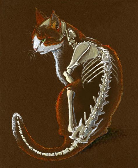 My Kitty With His Skeletal System By Atnason On Deviantart