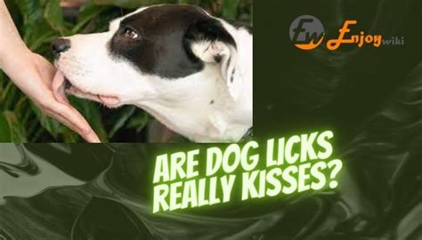 What Does It Mean When A Dog Licks Your Hand
