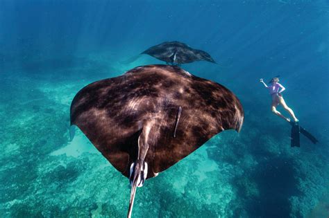 The Other Gentle Giants Of Ningaloo Reef Tourism Western Australia