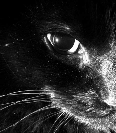Black Cat By Moonbeam13 On Deviantart Cats Black Cat Crazy Cats