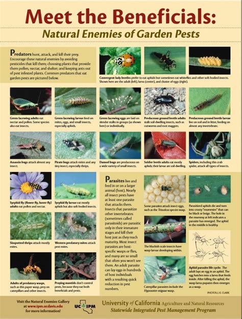 Meet The Beneficials Natural Enemies Of Garden Pests Do What You Can