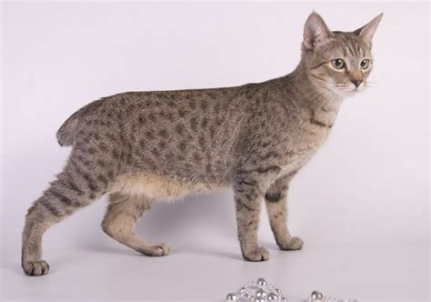 8 Cat Breeds With Short Tails With Pictures Pet Keen