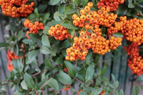 Exotic Pyracantha Decorative Bush With Orange Berries On Old Fence