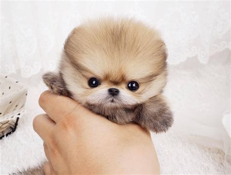 Boo Puppy Micro Pomeranian Tiny Teacup Dogs Expensive Dogs Cute