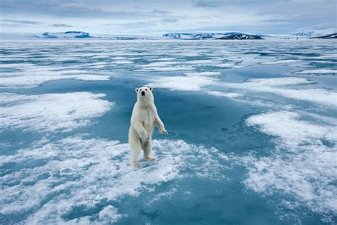No Polar Bears Do Not Live In Antarctica But Could They