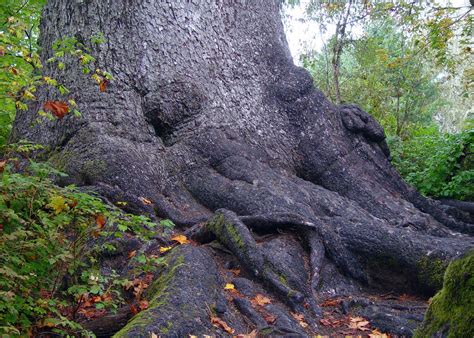 Eden By The Bay Ancient Trees