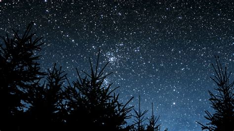 Timelapse Of Starry Night Sky And Swaying Fir Trees Stock