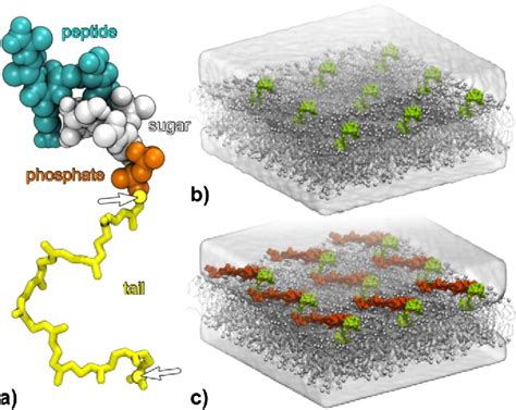 Figure From Structural Dynamics Of The Cell Wall Precursor Lipid II In The Presence And