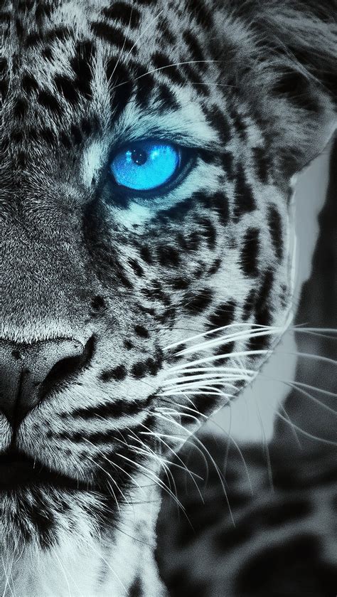 Tigre Con Ojos Azules Brillando Fondo De Pantalla 4k Hd Id7232