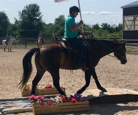 Self Paced Course Horse Human Connection Harmony Horsemanship