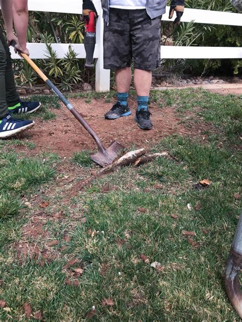 How to remove tree sap from garden tools. Pin on Secret garden