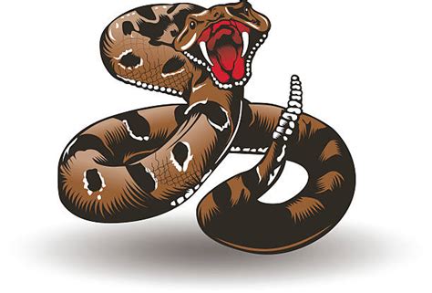 Rattlesnake Clip Art Vector Images And Illustrations Istock