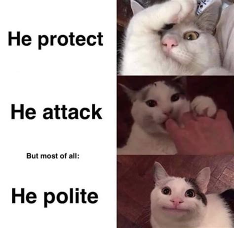 The Amazing And Wonderful Phenomenon Of Polite Cat The Meow Post