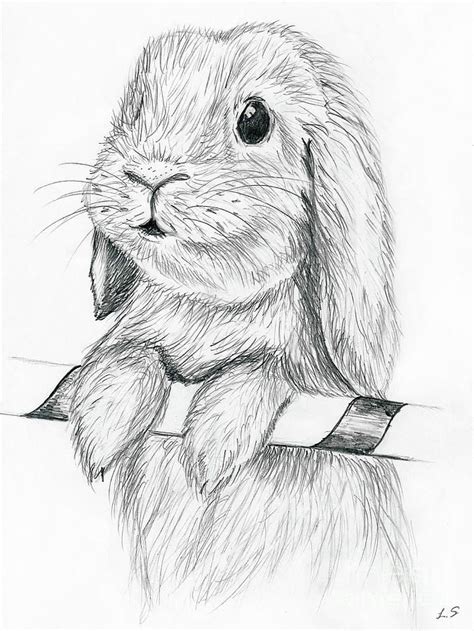 Curious Rabbit By Sergey Lukashin Pencil Drawings Of Animals Animal