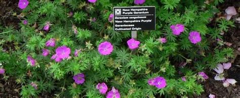 Magenta pink flowers appear between may and september. Geranium, Bloody Cranesbill, Hardy Geranium Geranium ...