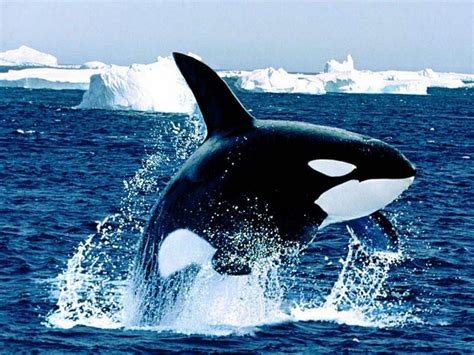 Orca Whale Wallpapers Wallpaper Cave
