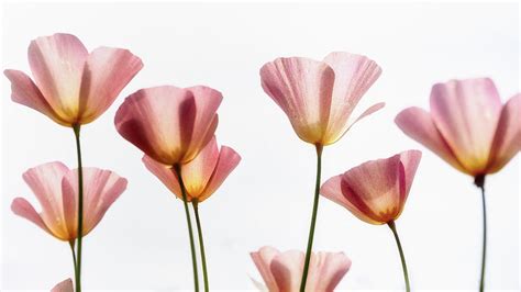 Pink Poppies Photograph By Saija Lehtonen Pixels