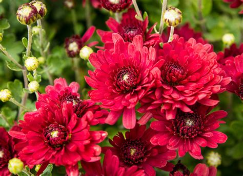 A Lovely Bunch Red Mums Pops Digital