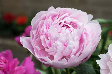 Large Rose Colored And Fragrant Peony Paeony Flower In An Urban Garden