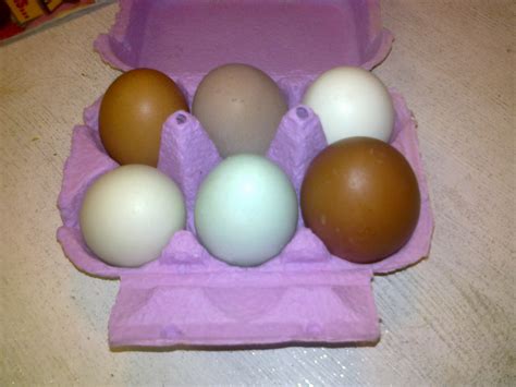 Free Range Eggs From Hoopwick Farm Ellens Green £150
